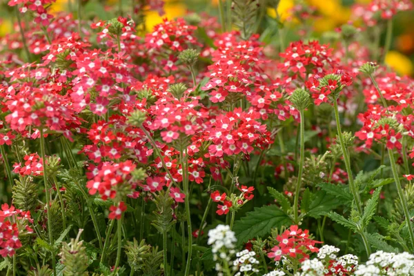 Red summer garden flowers — Stock Photo, Image