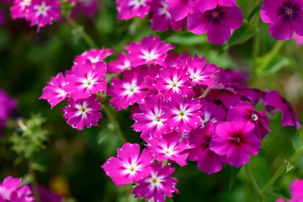 Pink summer garden flowers — Stock Photo, Image