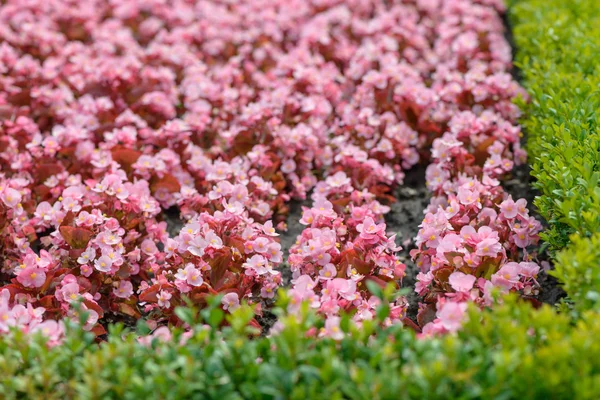 Pink summer garden flowers — Stock Photo, Image