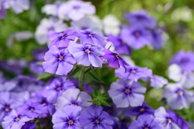 Mavi yaz bahçe çiçek