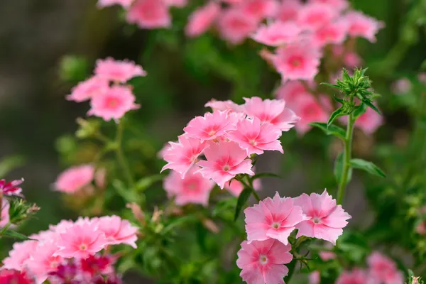 Pink summer garden flowers — Stock Photo, Image