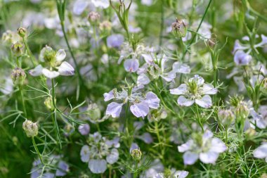 Mavi yaz bahçe çiçek
