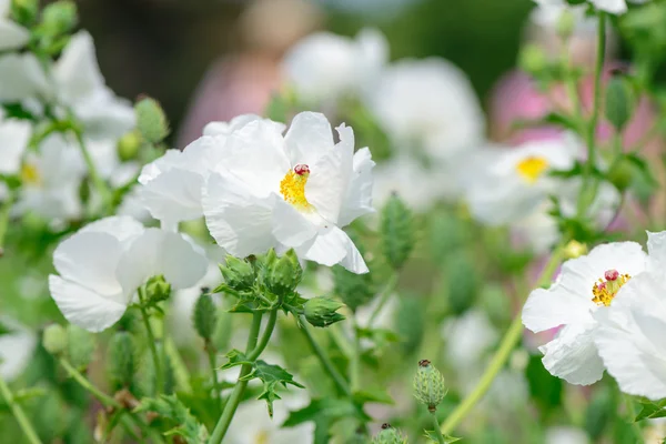 Witte tuin zomerbloemen — Stockfoto