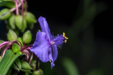 Sanat kartpostalı makro fotoğraf: Sonbahar çiçeği mavi ve yeşil renklerde.
