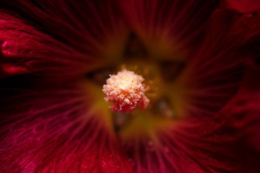 Sanat kartpostalı makro fotoğraf kırmızı renkte sonbahar çiçeği