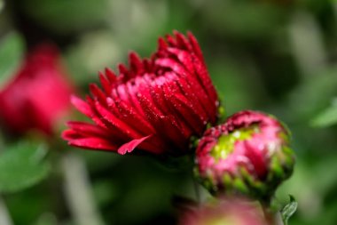 Sanat kartpostalı makro fotoğraf kırmızı ve yeşil renkli sonbahar çiçeği