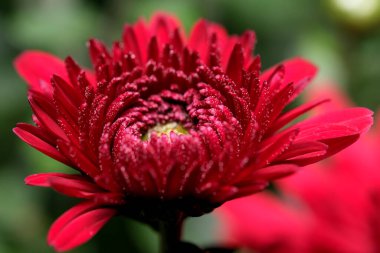 Sanat kartpostalı makro fotoğraf kırmızı ve yeşil renkli sonbahar çiçeği