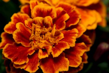 Koyu arkaplanda sarı ve bordo renkli sonbahar çiçekleri olan makro resim kartpostalı.