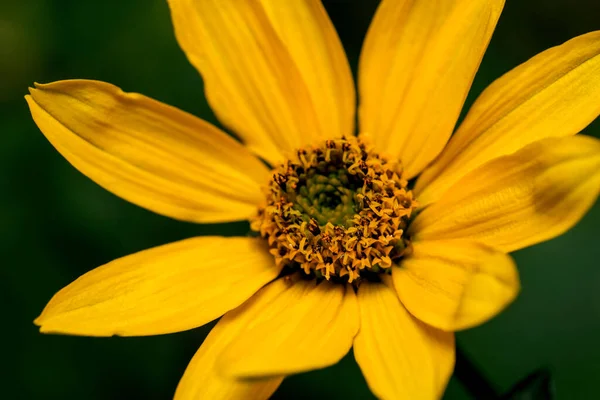 艺术明信片 宏观摄影秋天的花朵 金色色调 深色背景 — 图库照片