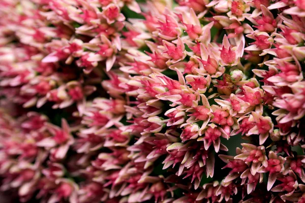 Художня Листівка Макрозйомка Осінньої Квітки Рожевих Тонах Темному Тлі — стокове фото