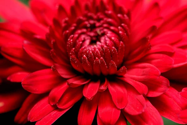 Art postcard macro photography autumn flower in red colors