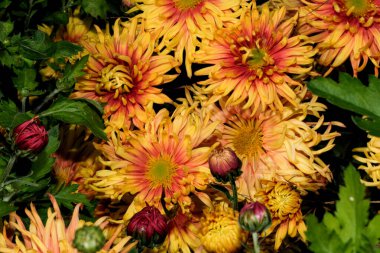 Bahçe dekoratif kasımpatı güneşli bir sonbahar gününde bahçede çiçek açar.