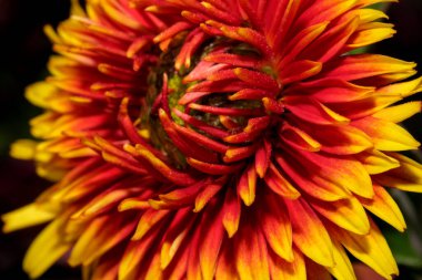 Bahçe dekoratif kasımpatı güneşli bir sonbahar gününde bahçede çiçek açar.