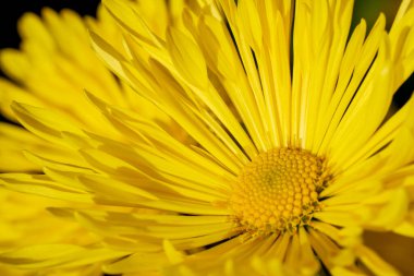 Bahçe dekoratif kasımpatı güneşli bir sonbahar gününde bahçede çiçek açar.