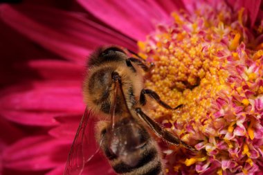 Kırmızı bir çiçeğin üzerindeki arı nektar ve polenleri yakın çekim makro fotoğrafçılığı toplar.