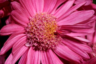 Bahçe dekoratif kasımpatı güneşli bir sonbahar gününde bahçede çiçek açar.