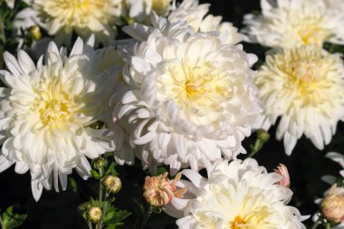 Bahçe dekoratif kasımpatı güneşli bir sonbahar gününde bahçede çiçek açar.