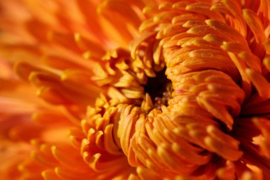 Bahçe dekoratif kasımpatı güneşli bir sonbahar gününde bahçede çiçek açar.