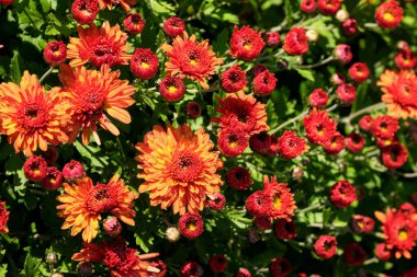 Bahçe dekoratif kasımpatı güneşli bir sonbahar gününde bahçede çiçek açar.