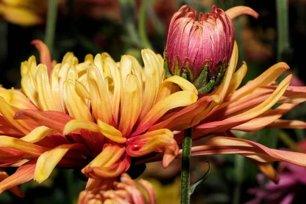 Chrysanthème Décoratif Variétal Jardin Fleurit Dans Jardin Par Une Journée — Photo