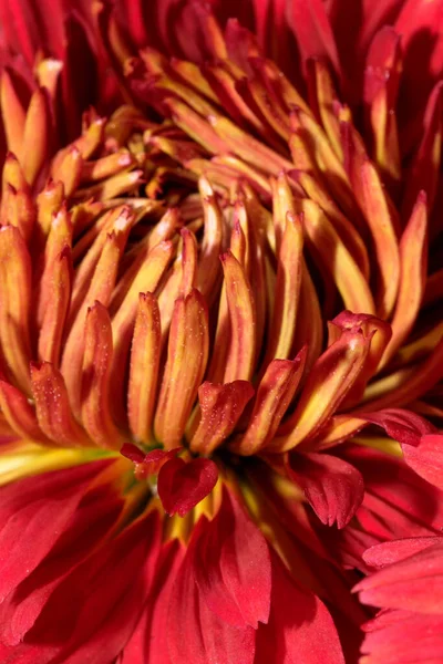 Jardín Varietal Decorativo Crisantemo Primer Plano Florece Jardín Día Soleado —  Fotos de Stock