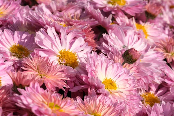 Giardino Varietale Decorativo Crisantemo Close Fioriture Giardino Una Giornata Sole — Foto Stock