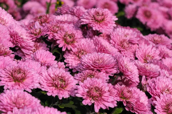 Garten Sorte Dekorative Chrysanthemen Nahaufnahme Blüht Garten Einem Sonnigen Herbsttag — Stockfoto