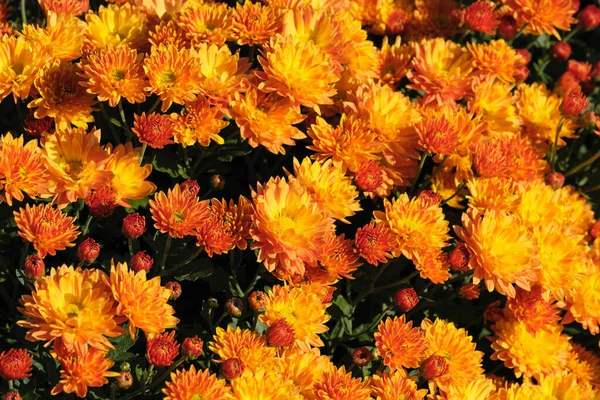 Chrysanthème Décoratif Variétal Jardin Fleurit Dans Jardin Par Une Journée — Photo