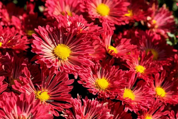 Garten Sorte Dekorative Chrysanthemen Nahaufnahme Blüht Garten Einem Sonnigen Herbsttag — Stockfoto