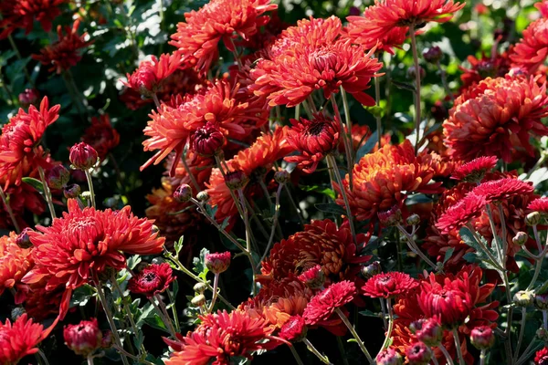 Jardín Varietal Decorativo Crisantemo Primer Plano Florece Jardín Día Soleado — Foto de Stock