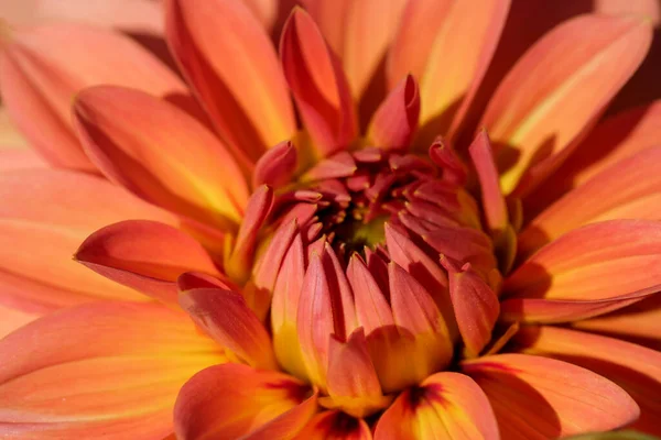 Kert Dália Virága Fényesen Virágzik Egy Napsütéses Őszi Napon Közelről — Stock Fotó