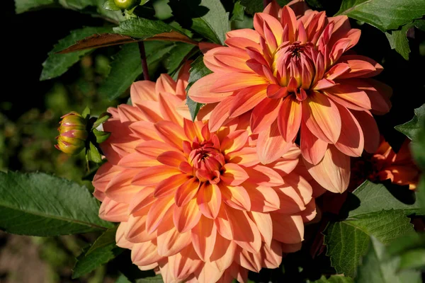Flor Dalia Jardín Florece Maravillosamente Día Soleado Otoño Primer Plano —  Fotos de Stock