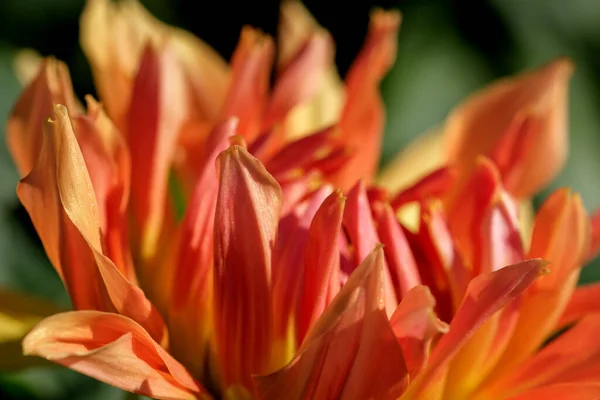 秋の晴れた日には ガーデンダリアの花が美しく咲きますクローズアップ — ストック写真