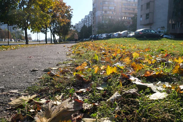 Autunno Schizzo Sfondo Con Ingiallimento Foglie Cadenti Nel Parco Fronte — Foto Stock