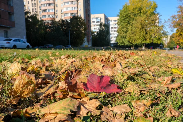 Outono Esboço Fundo Com Amarelamento Queda Folhas Parque Frente Edifícios — Fotografia de Stock