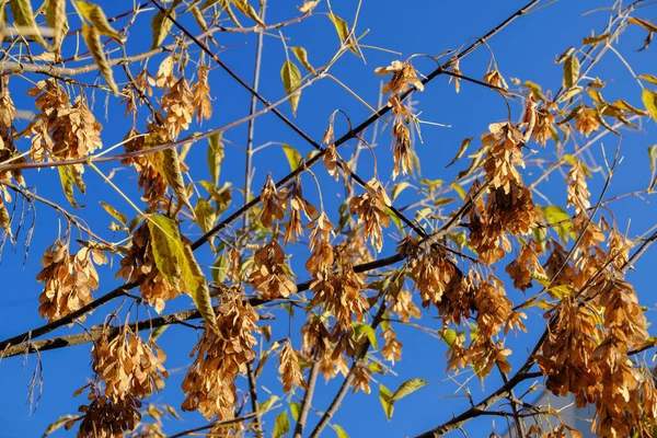 Natural Picture Autumn Paint City Yellow Dried Maple Seeds Branch — Stock Photo, Image