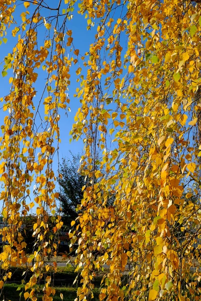 Natural picture of the colors of autumn in the city of yellow birch leaves on a background of blue sky
