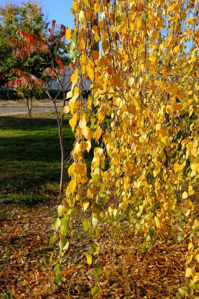 Naturalny Obraz Kolorów Jesieni Mieście Żółtych Liści Brzozy Tle Błękitnego — Zdjęcie stockowe