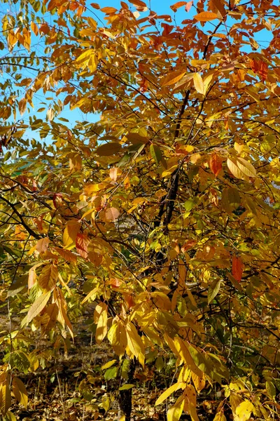 Naturalny Obraz Jesiennej Farby Mieście Żółto Czerwonych Liści Gałęziach Drzew — Zdjęcie stockowe