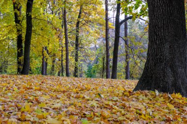 Sonbahar rengarenk manzara parkı yere düşmüş sarı yapraklar