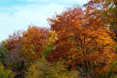 Sonbahar rengarenk manzara parkı. Ağaçlar, çalılar, mavi gökyüzüne karşı parlak renkli yapraklar.