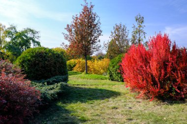 Sonbahar rengarenk manzara parkı. Ağaçlar, çalılar, mavi gökyüzüne karşı parlak renkli yapraklar.