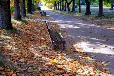 Sonbahar rengarenk manzara parkı yere düşmüş sarı yapraklar