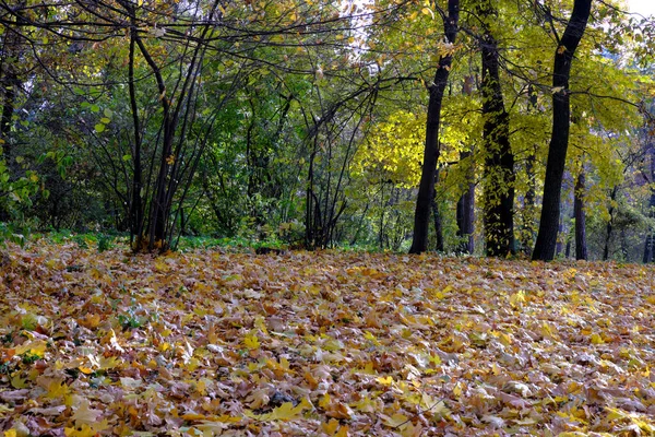 Jesienny Kolorowy Park Krajobrazowy Żółtymi Liśćmi Spadającymi Ziemię — Zdjęcie stockowe