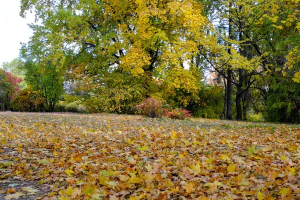 Parque Paisaje Colorido Otoñal Con Hojas Amarillas Caídas Suelo — Foto de Stock