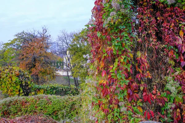 Herfst Kleurrijke Landschap Park Met Bomen Struiken Met Heldere Kleurrijke — Stockfoto