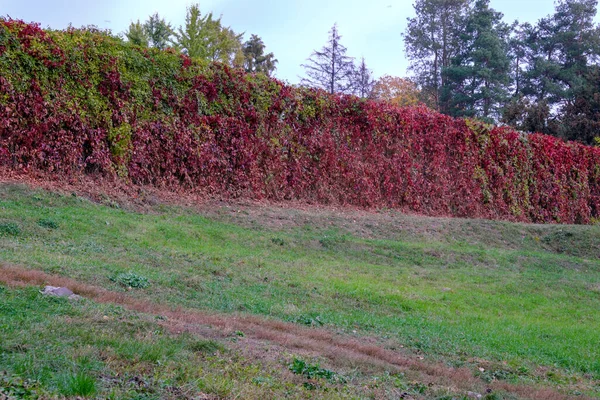 Herfst Kleurrijke Landschap Park Met Bomen Struiken Met Heldere Kleurrijke — Stockfoto