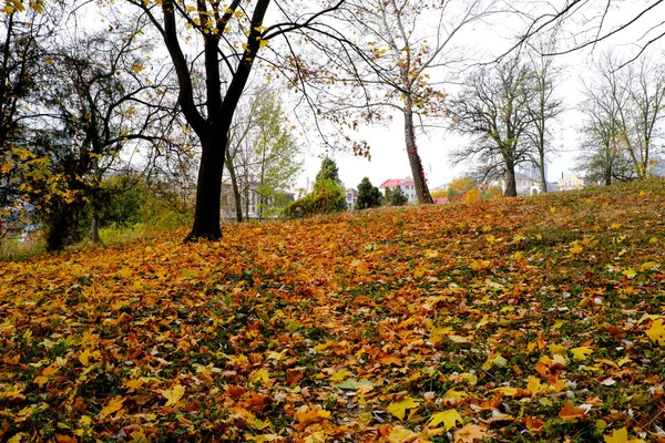 Pohled Obytnou Čtvrť Kyjeva Blízkosti Botanické Zahrady Podzimní Zatažený Den — Stock fotografie