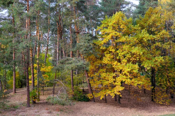 Осенний Красочный Ландшафтный Парк Деревьями Кустарниками Яркими Красочными Листьями — стоковое фото
