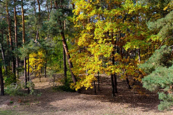 Jesienny Kolorowy Park Krajobrazowy Drzewami Krzewami Jasnymi Kolorowymi Liśćmi Tle — Zdjęcie stockowe